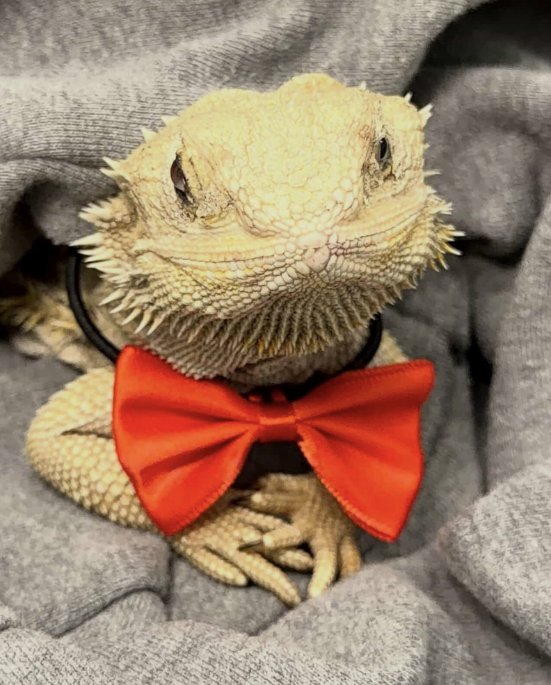 cute bearded dragon with bow around his neck