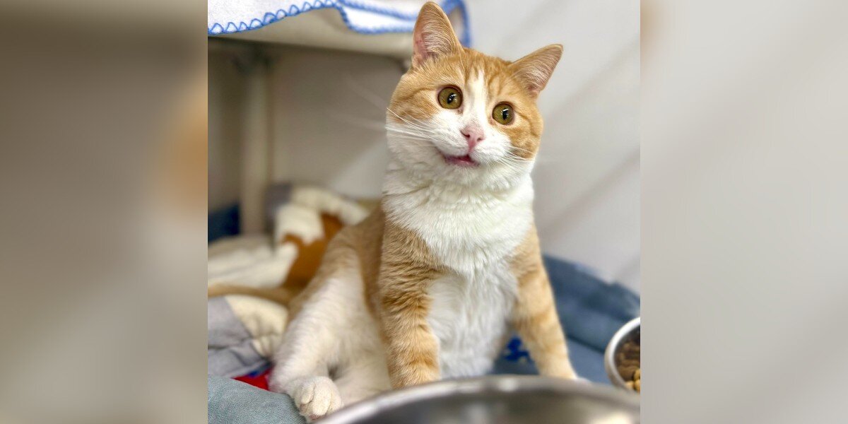 Shelter Takes In Orange Boy Who Looks Like ‘If AI Tried To Make A Cat’