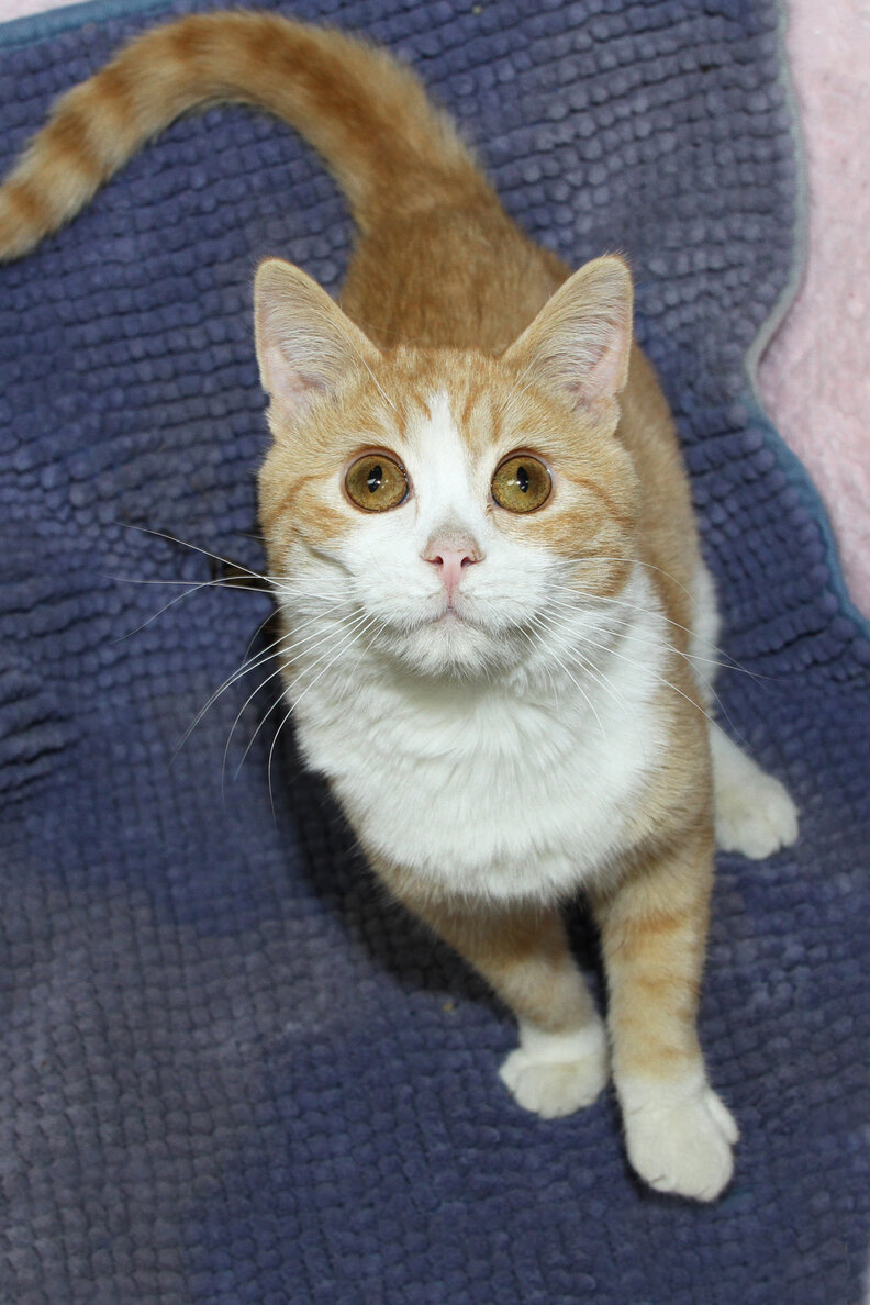 みんなを笑顔にするチップ