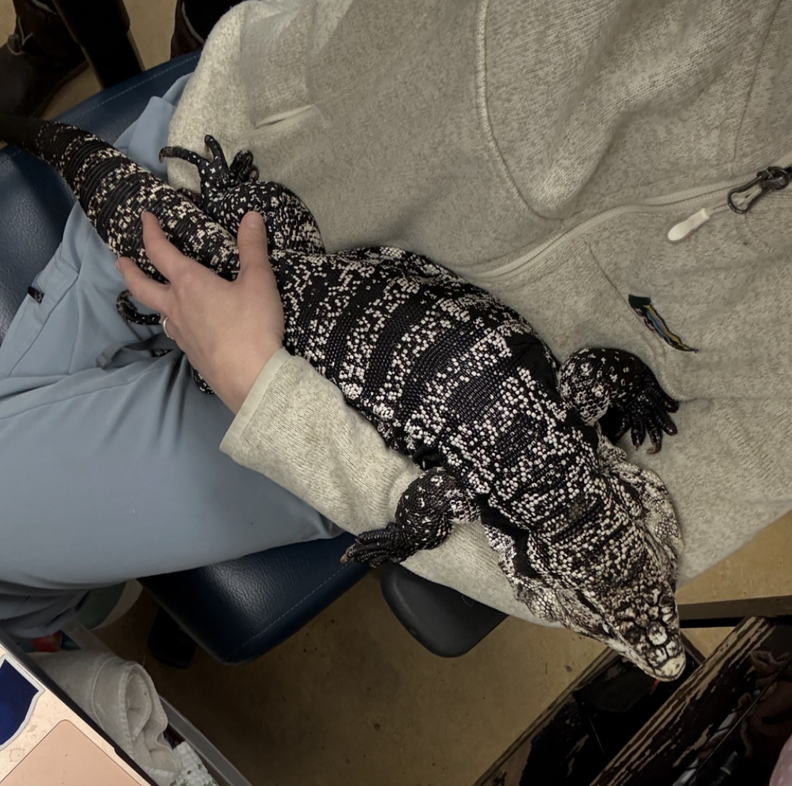 person holding rescued tegu