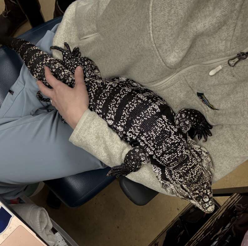 person holding rescued tegu