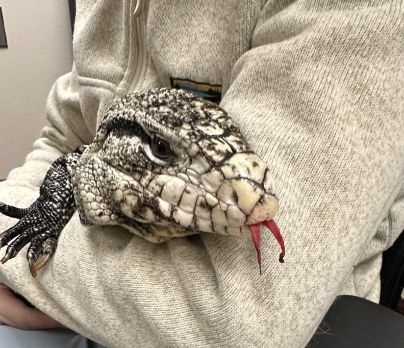 tegu with tongue sticking out