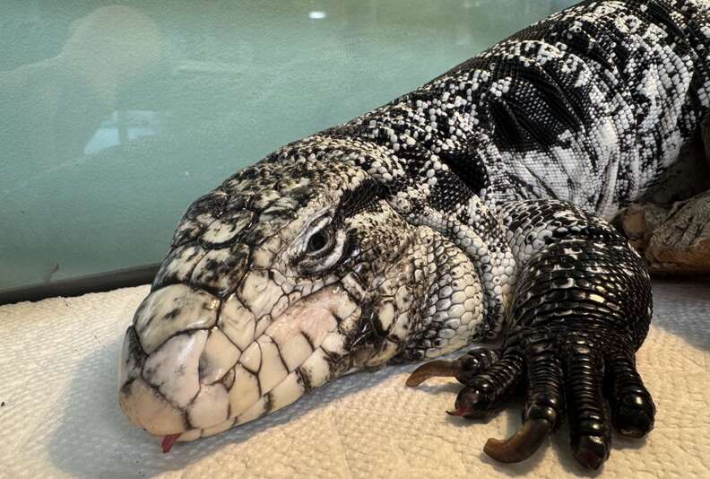 rescued tegu lizard