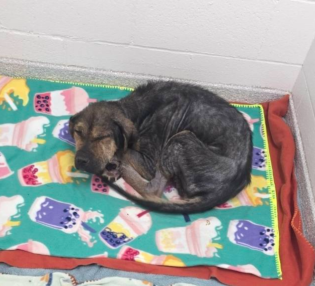 A stray dog curls up on some blankets at the shelter.