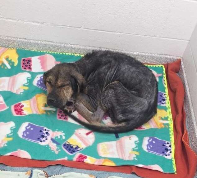 A stray dog curls up on some blankets at the shelter.