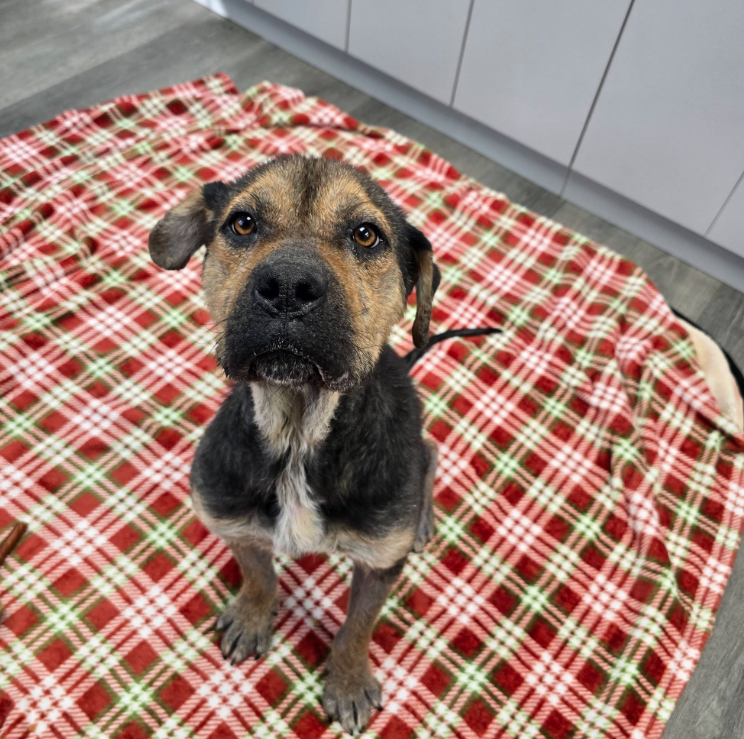 A dog looking up at the camera with puppy dog eyes.