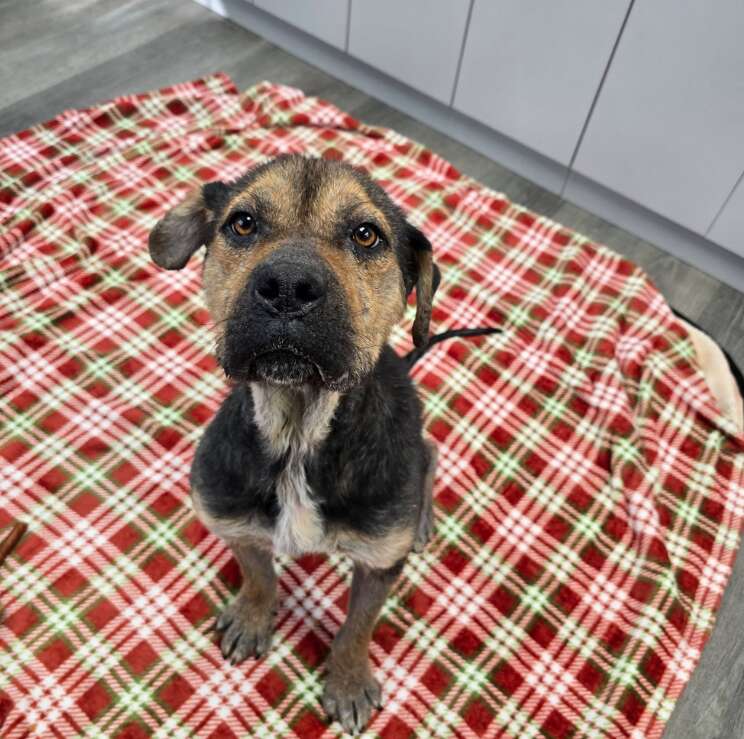 A dog looking up at the camera with puppy dog eyes.
