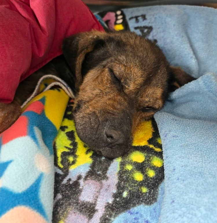 A dog sleeping underneath some blankets. 