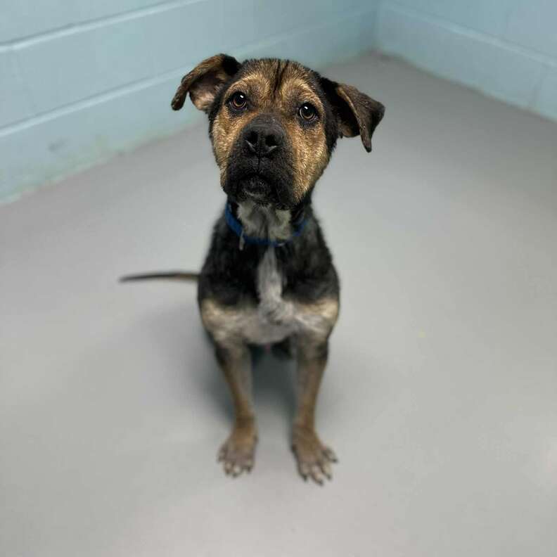 元気になったKoa