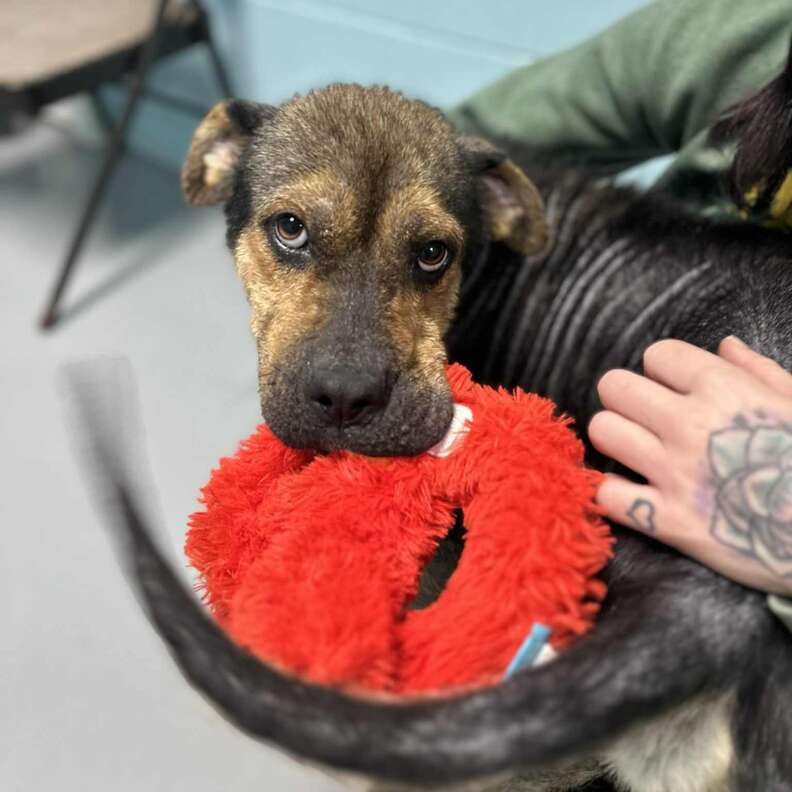 Koaが遊んでいる