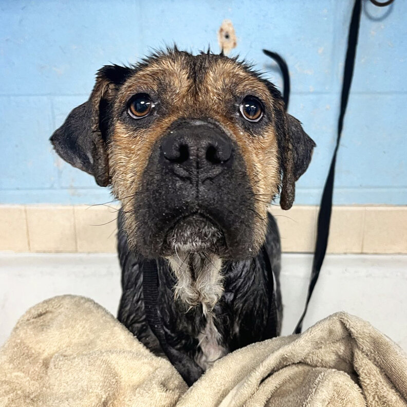 A black and tan dog with big brown eyes and floppy ears.
