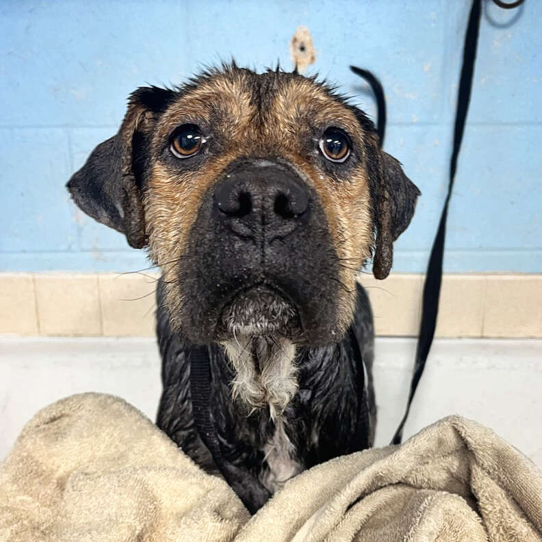 A black and tan dog with big brown eyes and floppy ears.