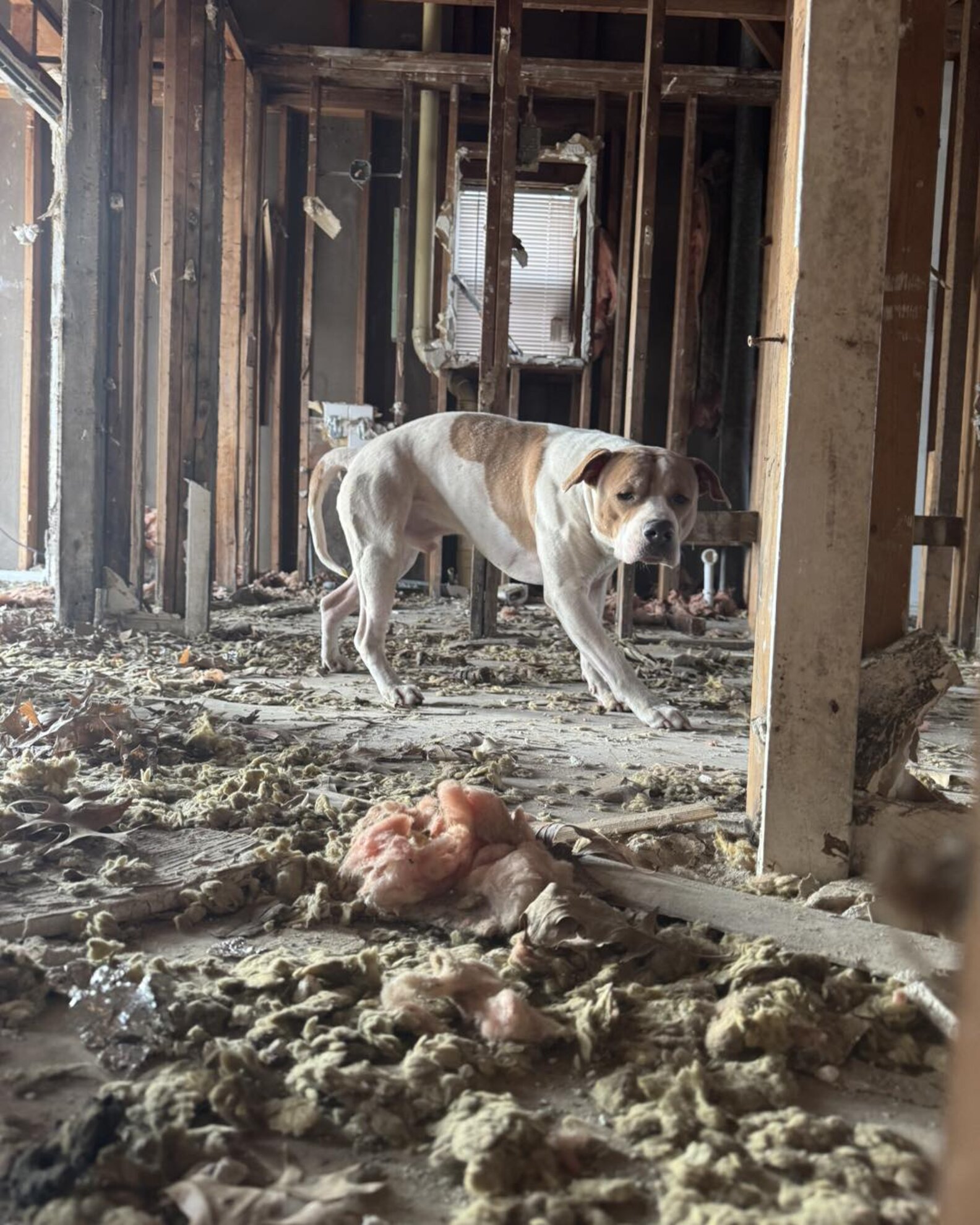 Stray Dog Hides In Abandoned House Before Snowstorm, Hoping Help ...