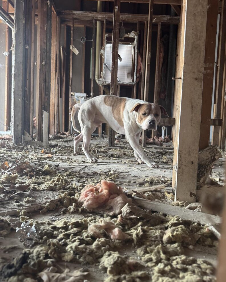 里親の家族とスノー・マゲドン