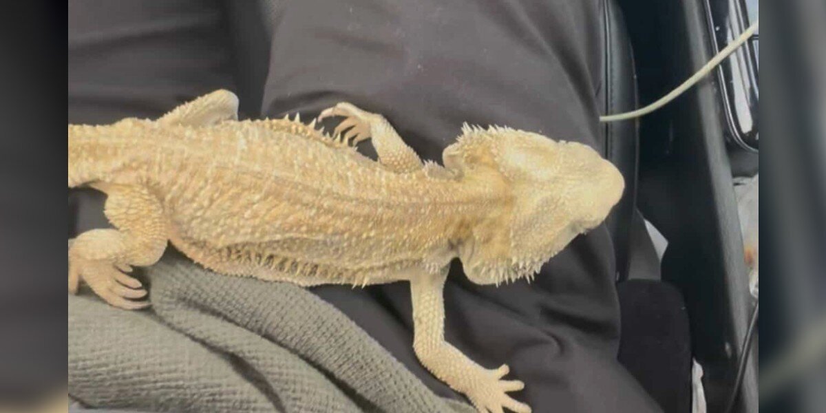 Skinny Bearded Dragon Who Survived On Scraps Looks So Different After Being Loved