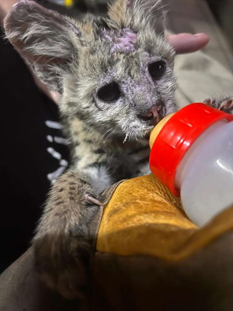 A serval cub being bottle-fed by a rescuer.