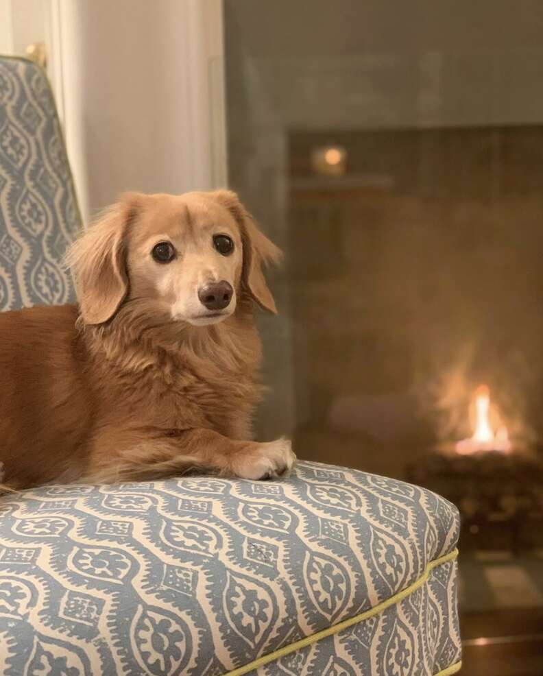 Senior dog sits in front of a fireplace