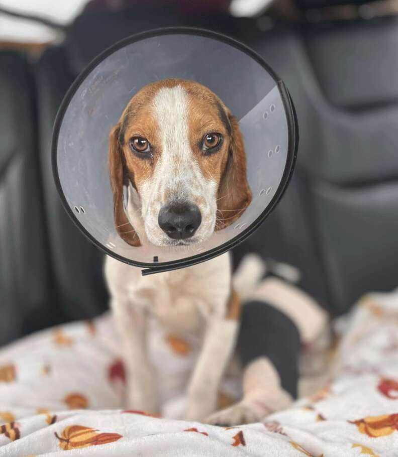 dog with cone on head