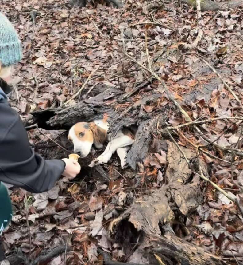 dog in rotted log