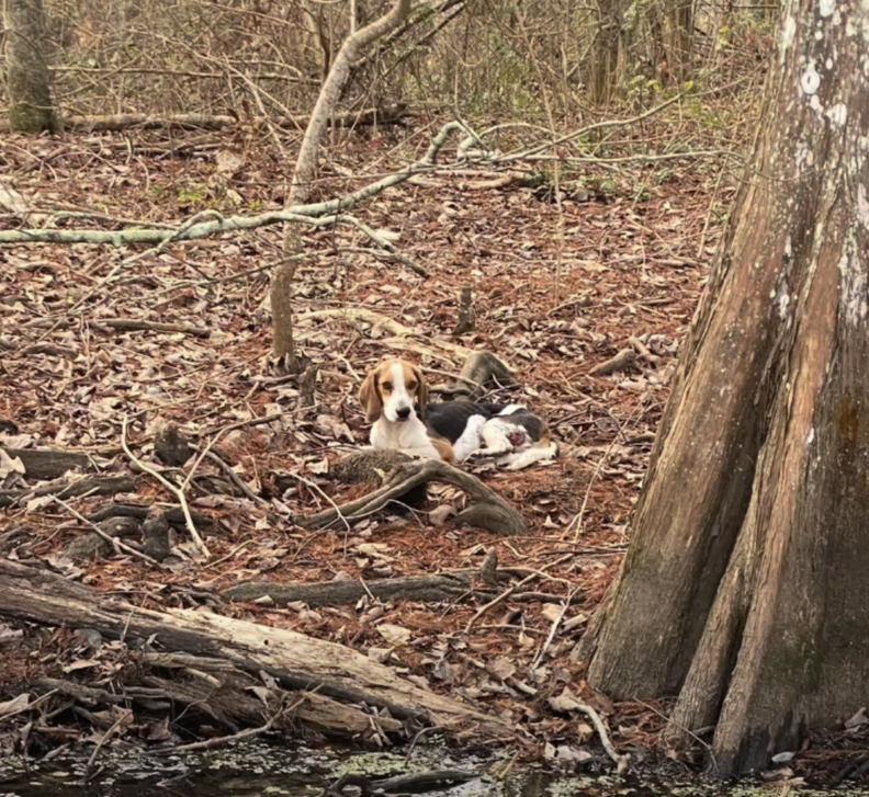 dog resting in bayou