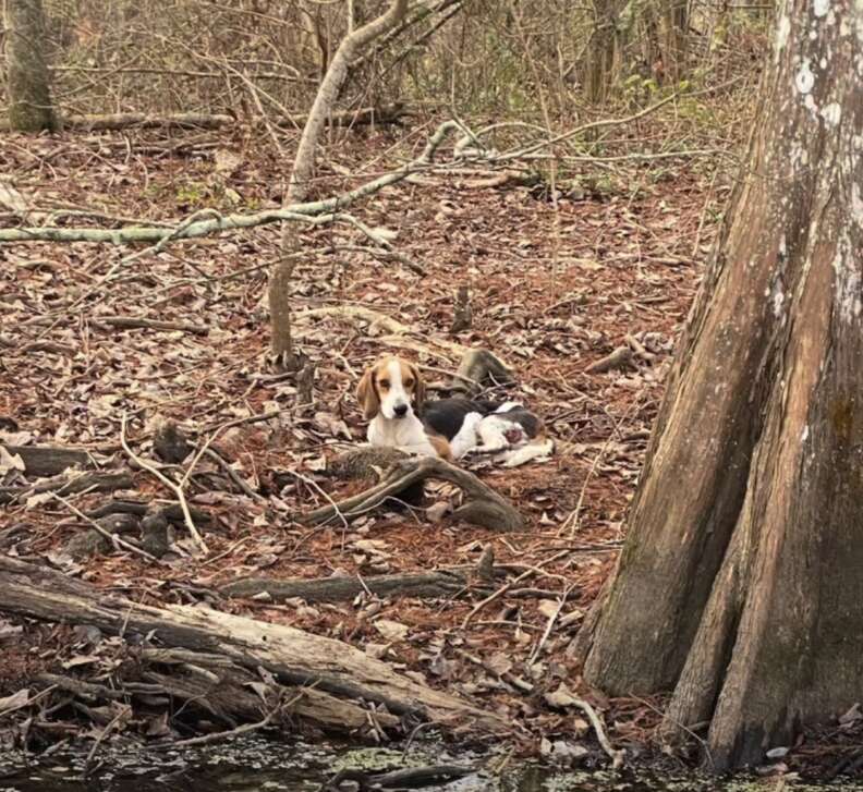 dog resting in bayou