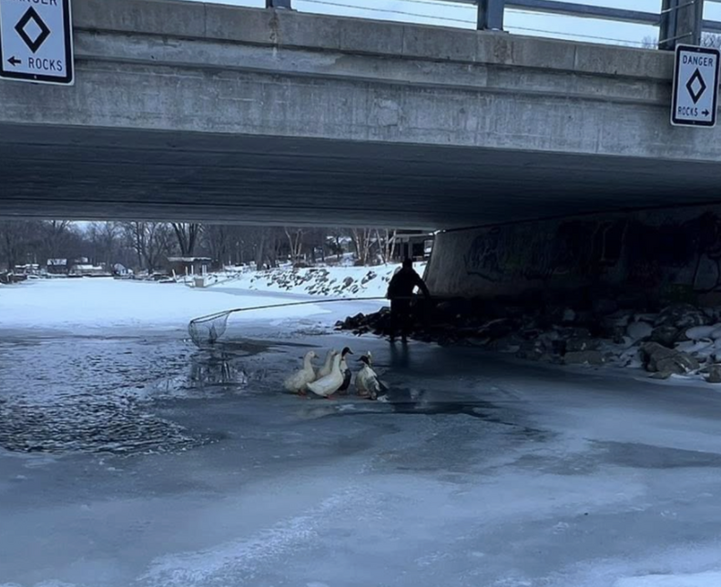アヒルたちが隠れている