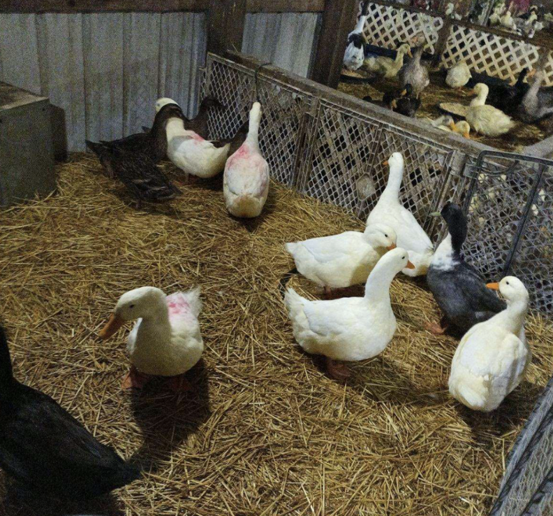 聖域でのアヒルたち