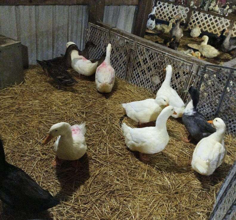 聖域でのアヒルたち