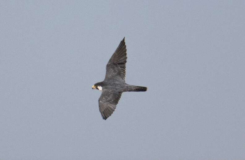 シベリア隼が空を飛ぶ
