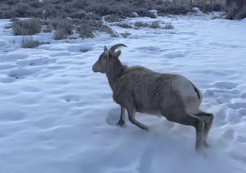 bighorn sheep running back into the wild