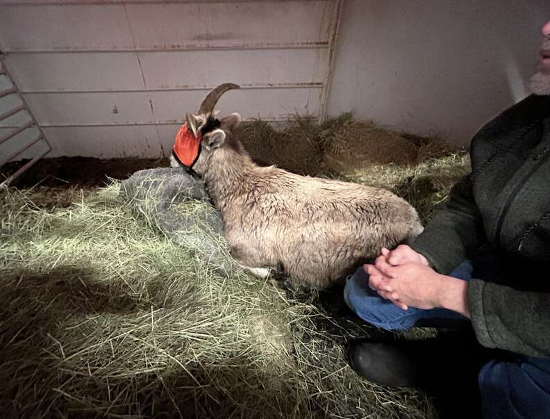 rescued sheep on bed of hay