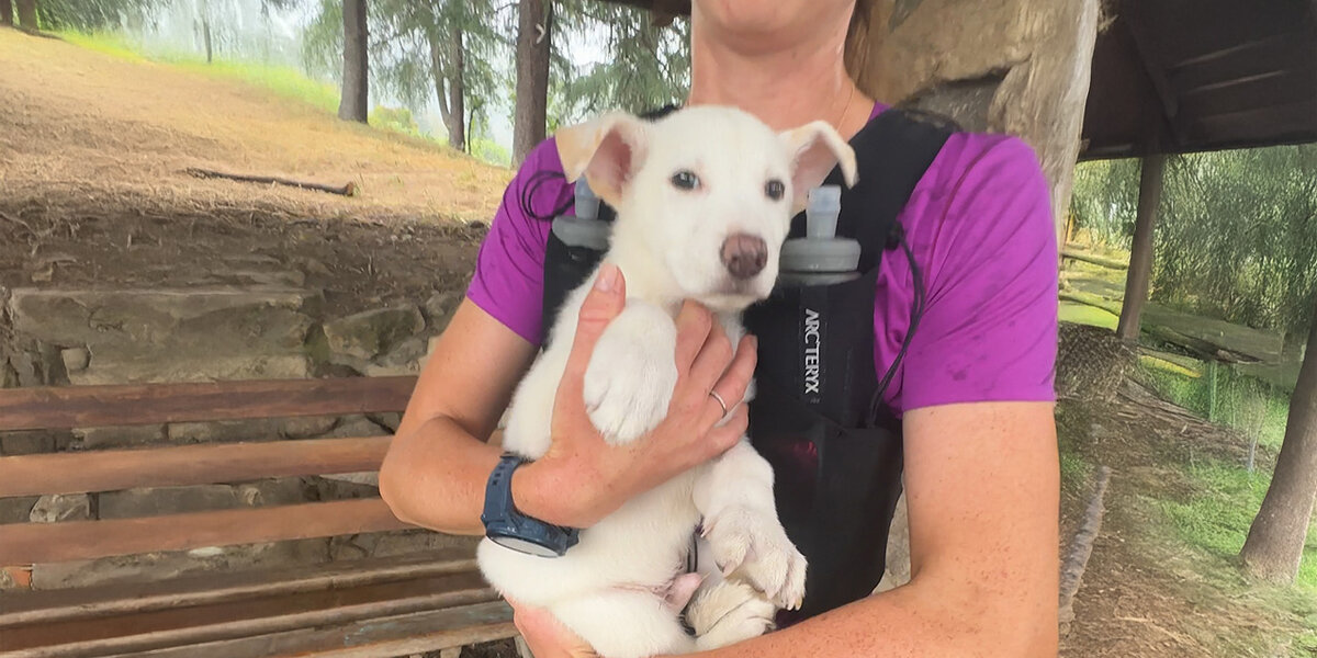 She Went for a Run and Found Her Soul Dog - Videos - The Dodo
