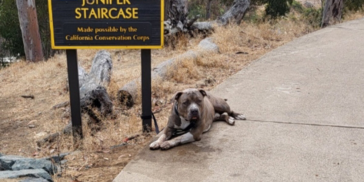 Dog Abandoned In Park Gets A Second Chance - Videos - The Dodo