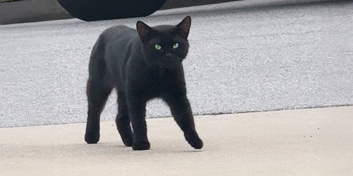 Black Cat Decides Not To Be A Stray One Day...