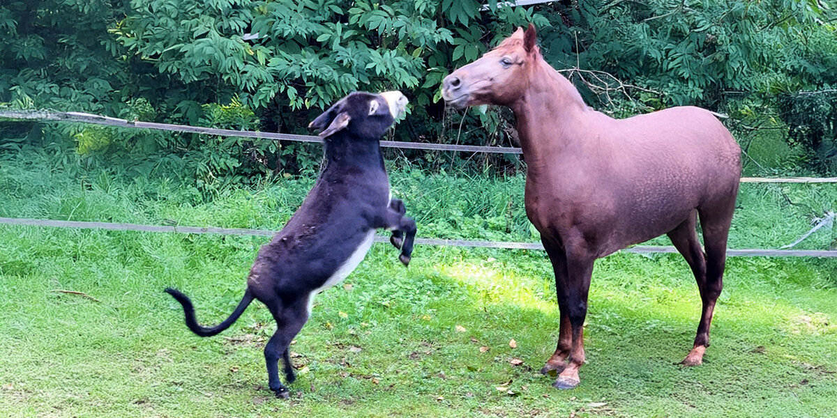 Donkey Is Determined To Make This Loner Horse His BFF - Videos - The Dodo