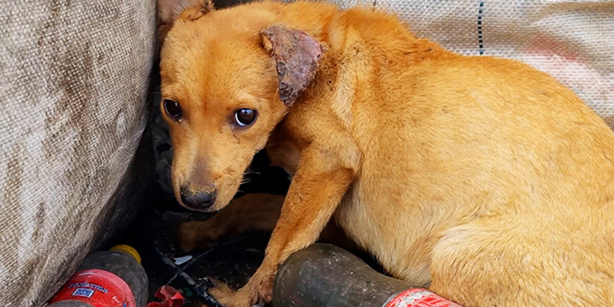 Little Dog Who's Owners Left Her In A Dump Wags Her Tail Again - Videos ...