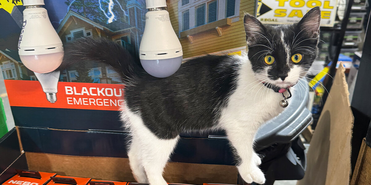 Cat Found Outside of Hardware Store Becomes New Store Manager - Videos ...