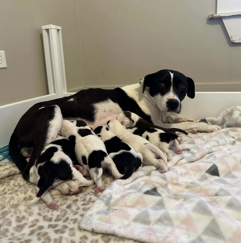 mother dog nursing her puppies 