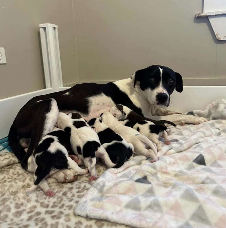 mother dog nursing her puppies