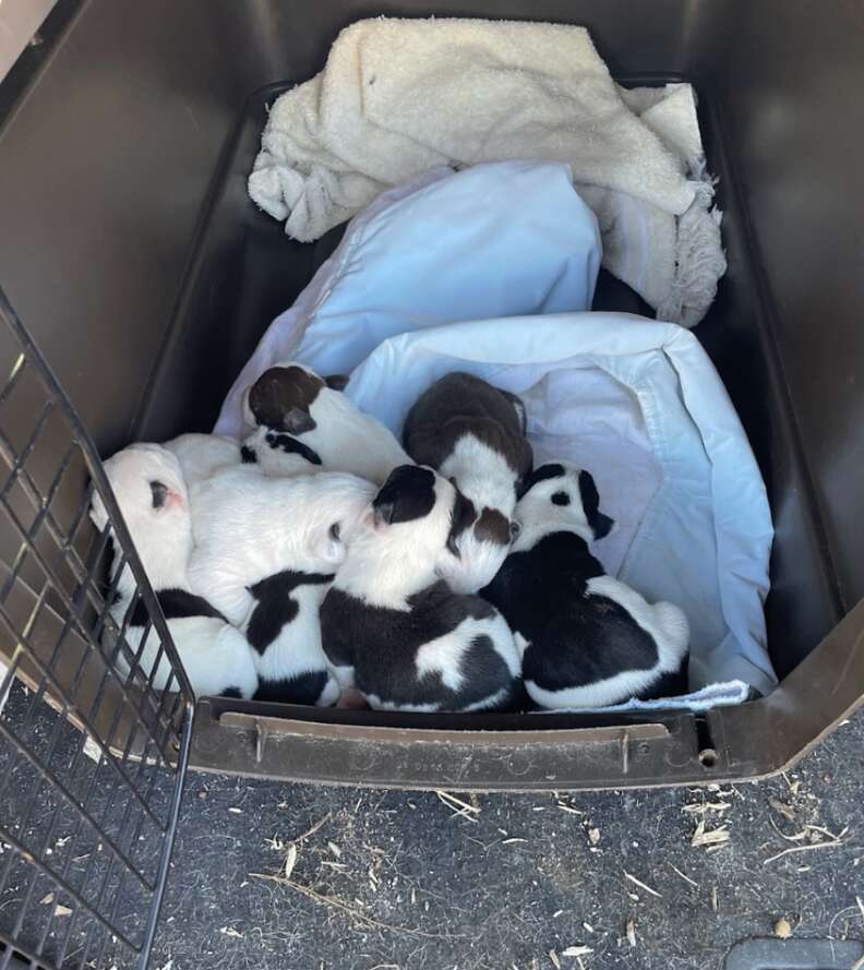 pile of black and white puppies in carrier