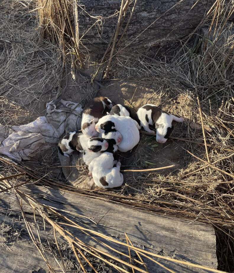 puppies in the wilderness