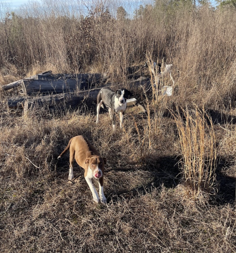 two dogs in the wilderness 