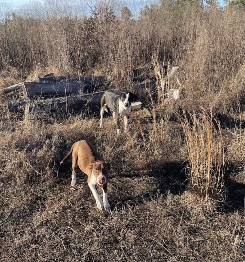 two dogs in the wilderness