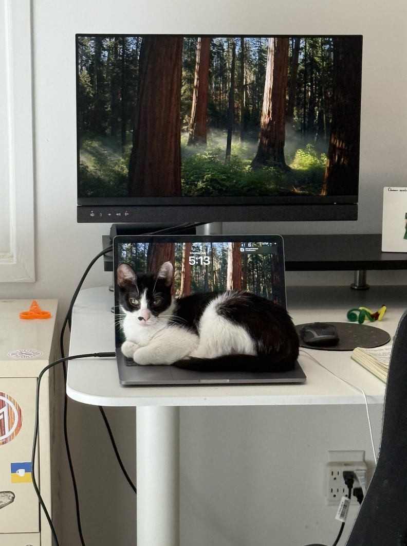 Cat Staring Out Window Forms Unlikely Friendship With Squirrel - Animal ...
