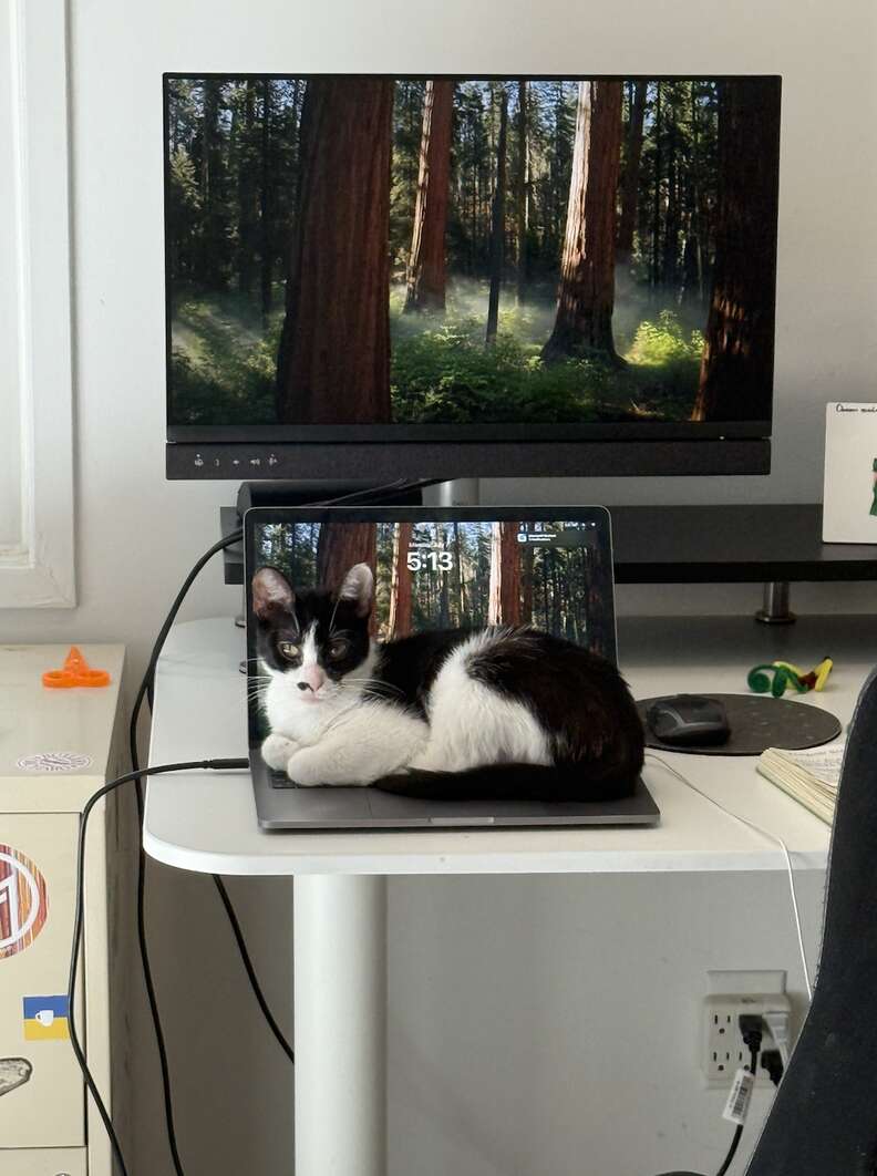 Lucy the cat looking inquisitive out the window