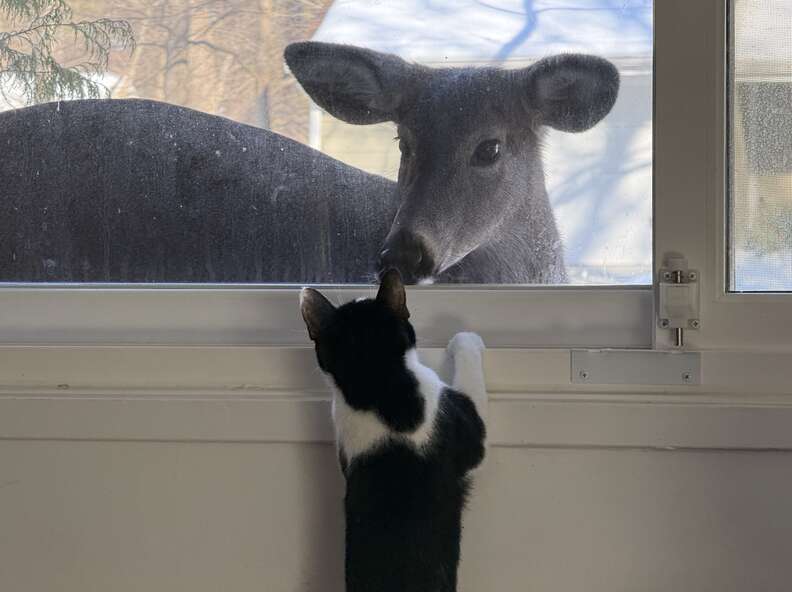 Lucy the cat curiously watching the deer
