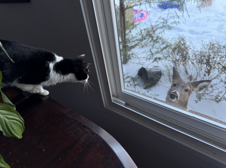Cat looking at a deer through the window