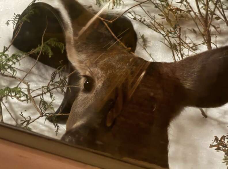 Deer and cat making eye contact through window