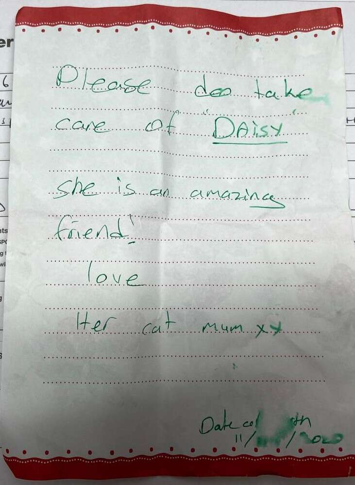Daisy the white cat sitting in her carrier