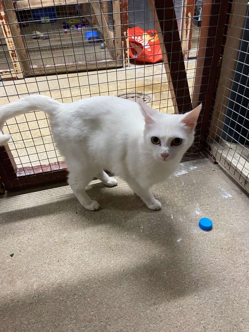 Daisy relaxing at the RSPCA shelter